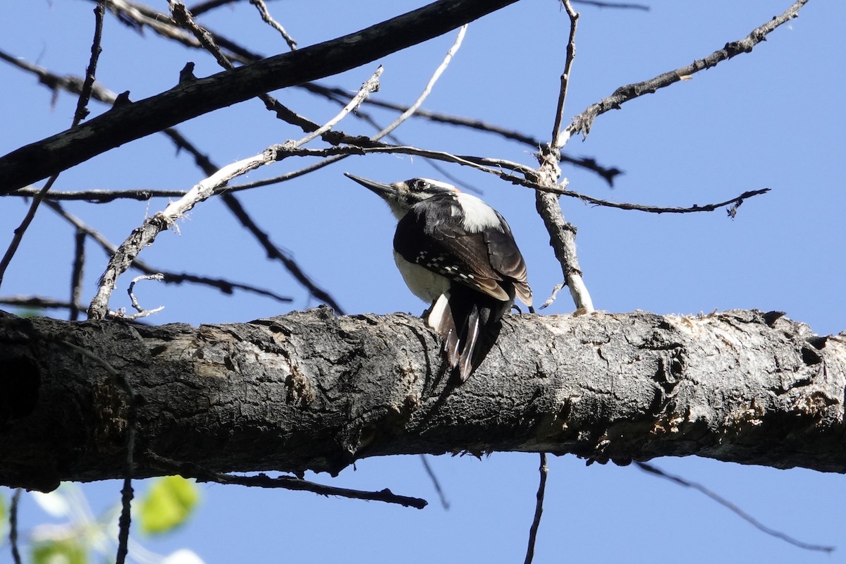 Hairy Woodpecker (Rocky Mts.) - Walt Anderson