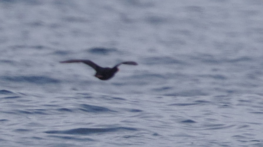 Surf Scoter - Mark Scheel