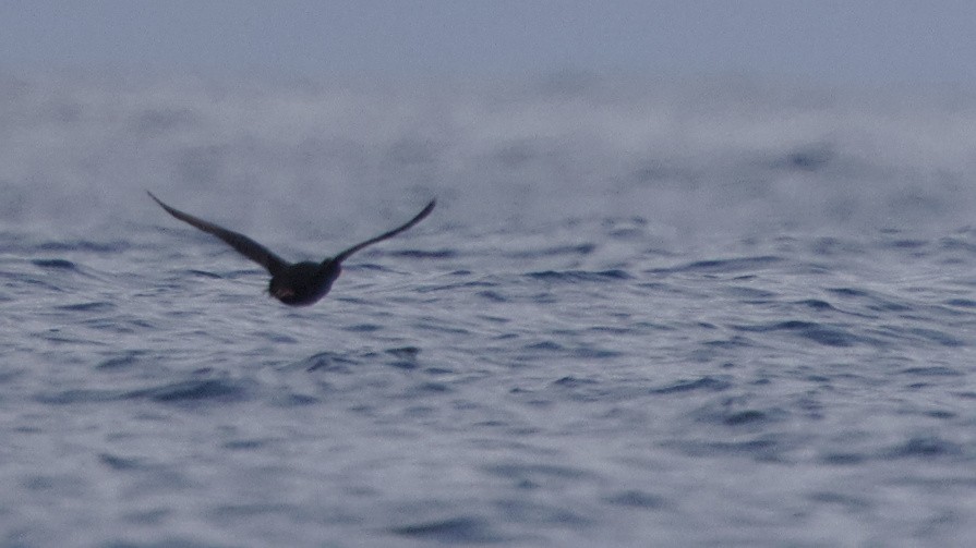 Surf Scoter - Mark Scheel