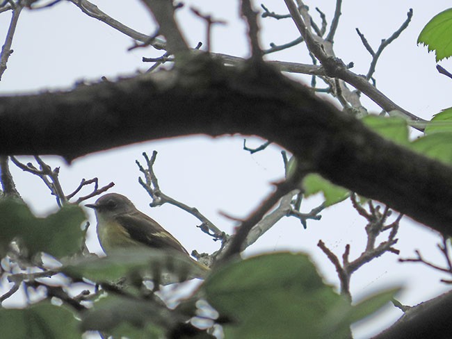 American Redstart - Nancy Anderson