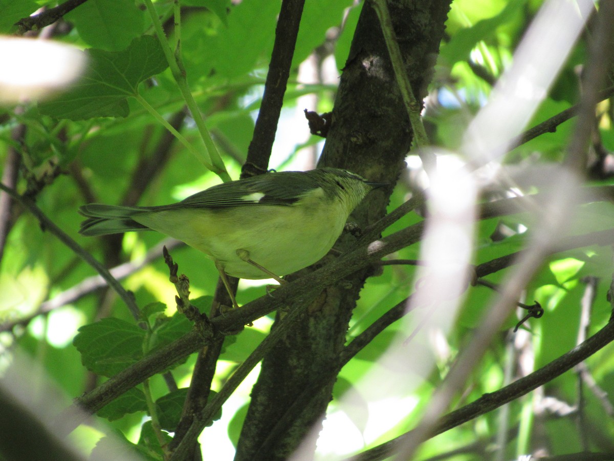 Black-throated Blue Warbler - Mickey Ryan