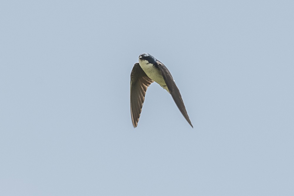 Tree Swallow - James McNamara