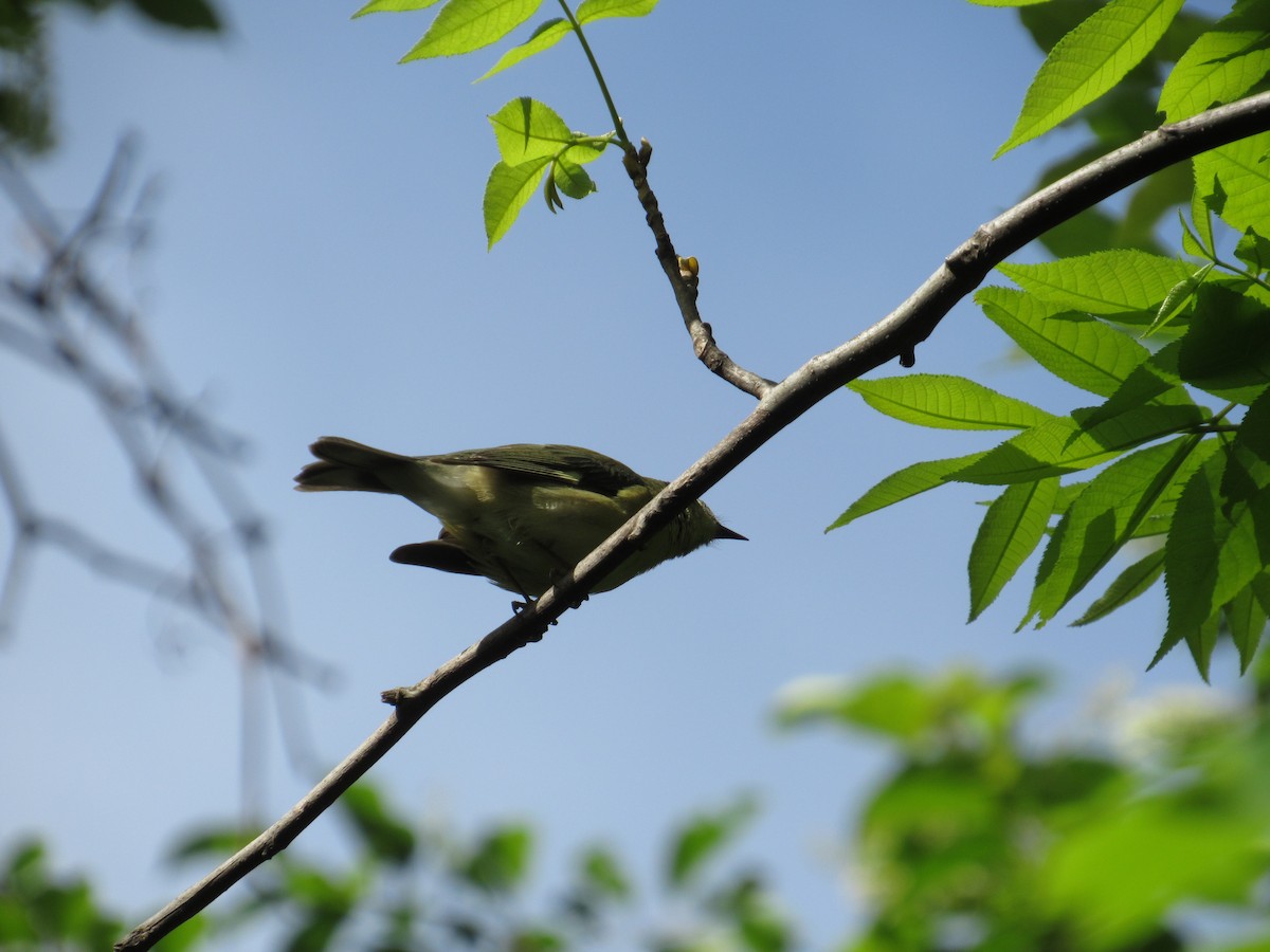 Black-throated Blue Warbler - Mickey Ryan