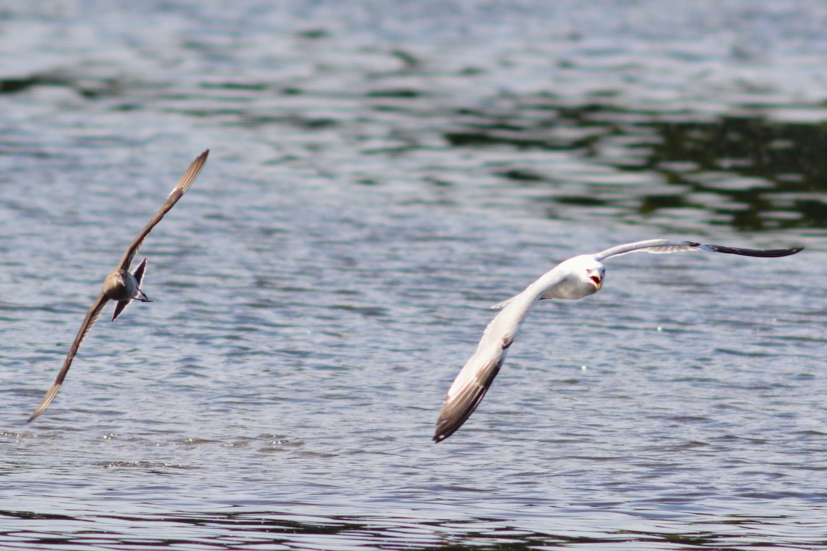 Hudsonian Godwit - ML619323595