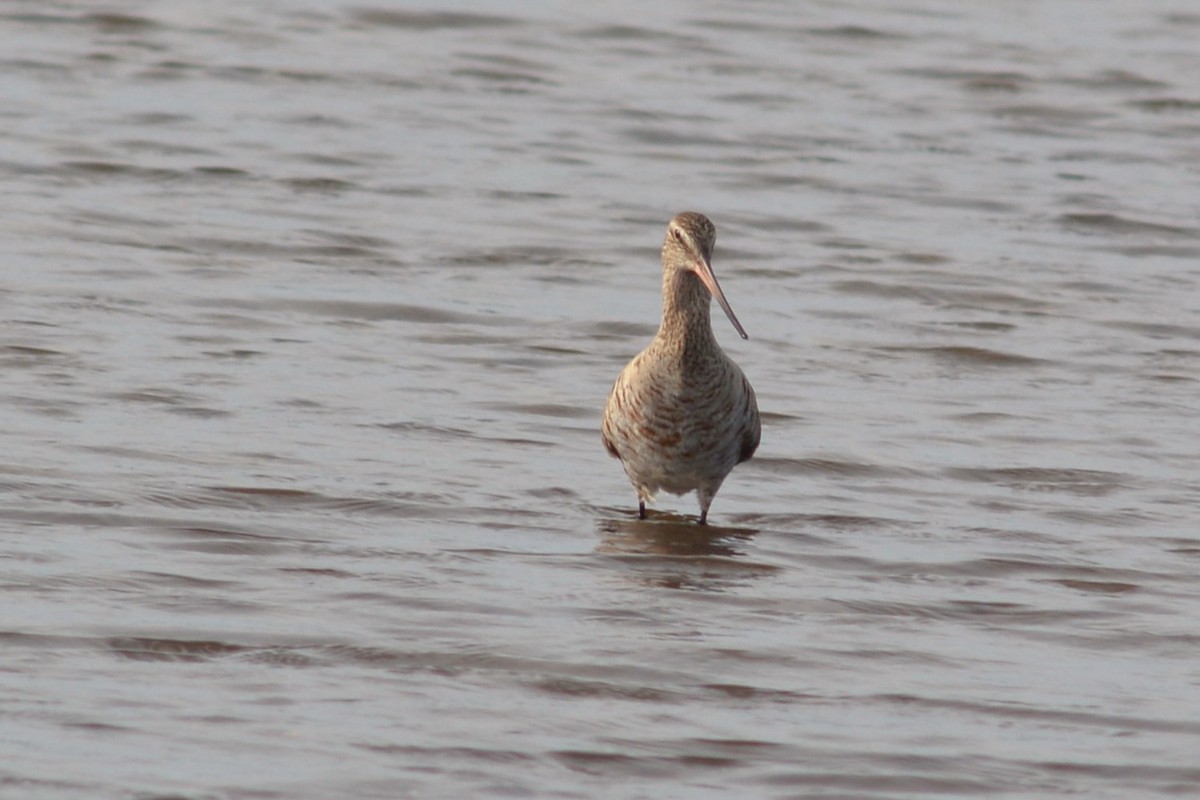 Hudsonian Godwit - Lauren  Vaughn