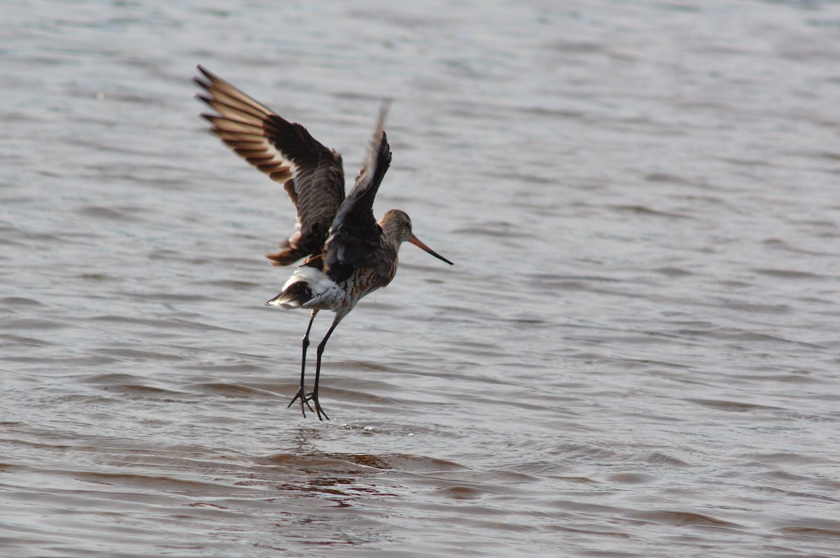 Hudsonian Godwit - Lauren  Vaughn