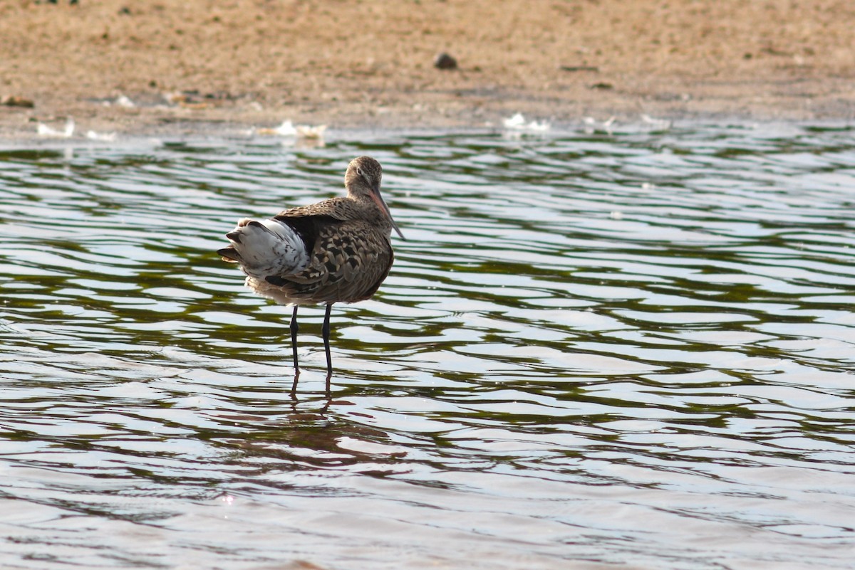 Hudsonian Godwit - ML619323601