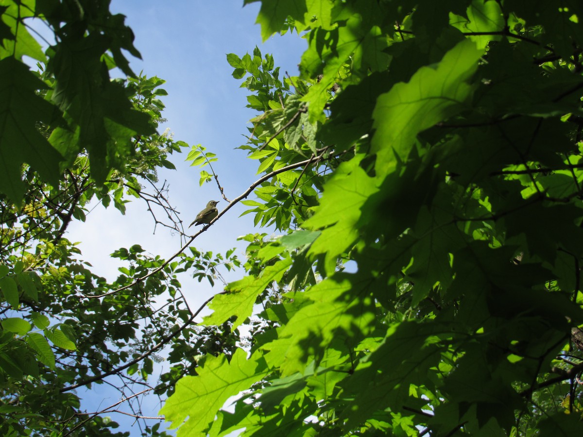 Black-throated Blue Warbler - ML619323611