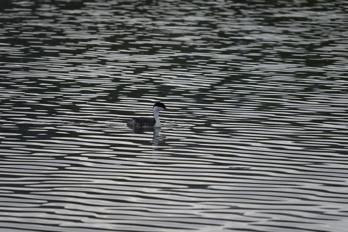 Western Grebe - ML619323617