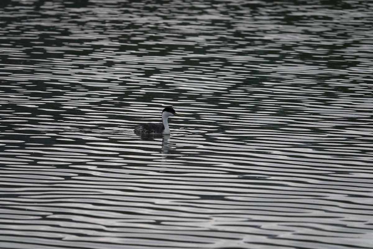 Western Grebe - ML619323618