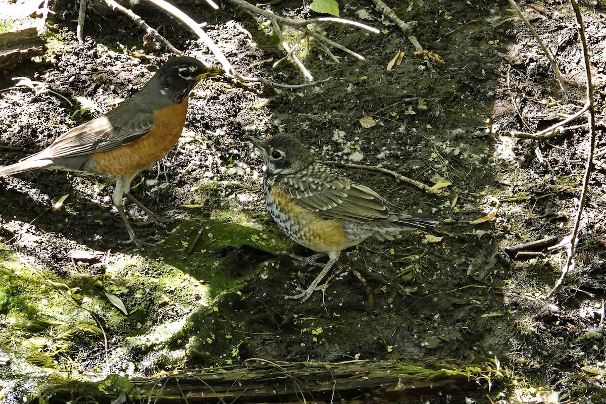 American Robin - ML619323629