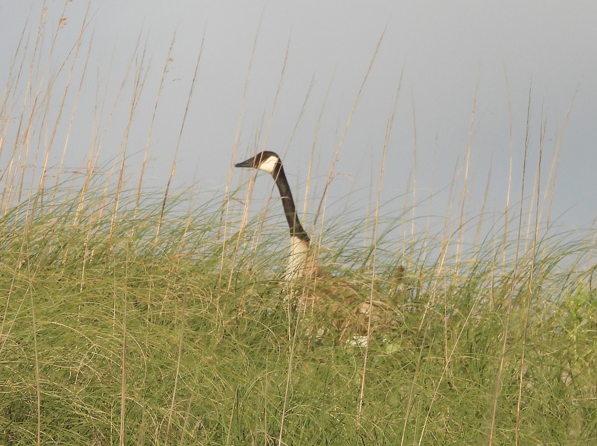 Canada Goose - Mark DiGiovanni