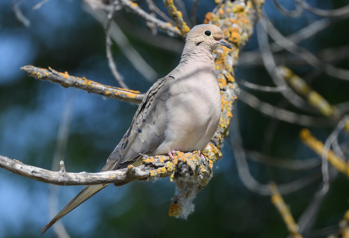 Mourning Dove - Joshua Greenfield