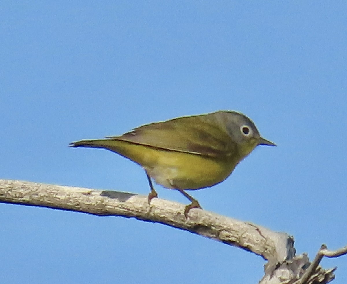 Nashville Warbler (ruficapilla) - Tim Ryan