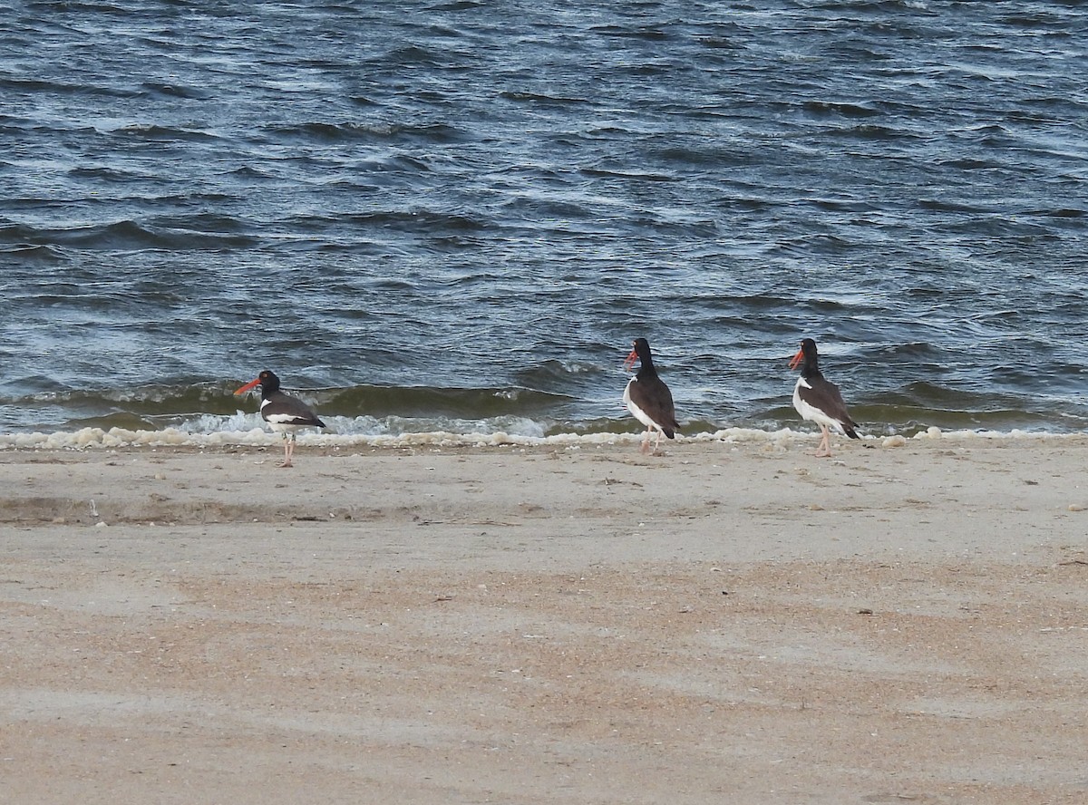 American Oystercatcher - Mark DiGiovanni