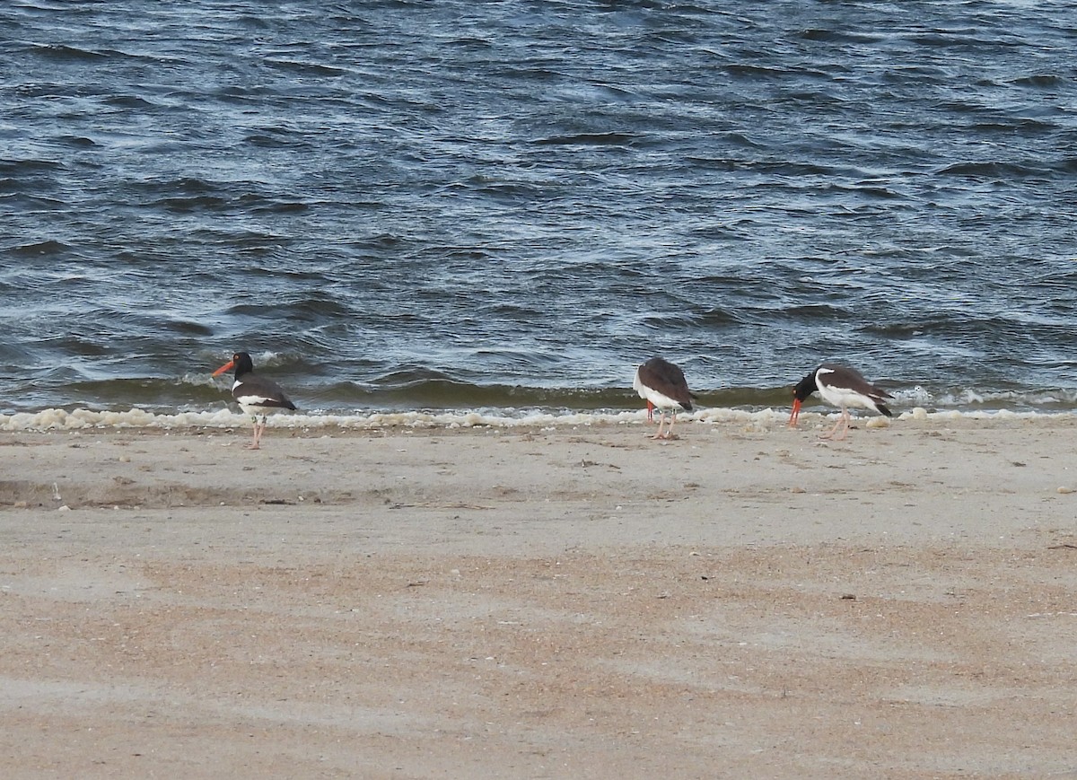 American Oystercatcher - Mark DiGiovanni