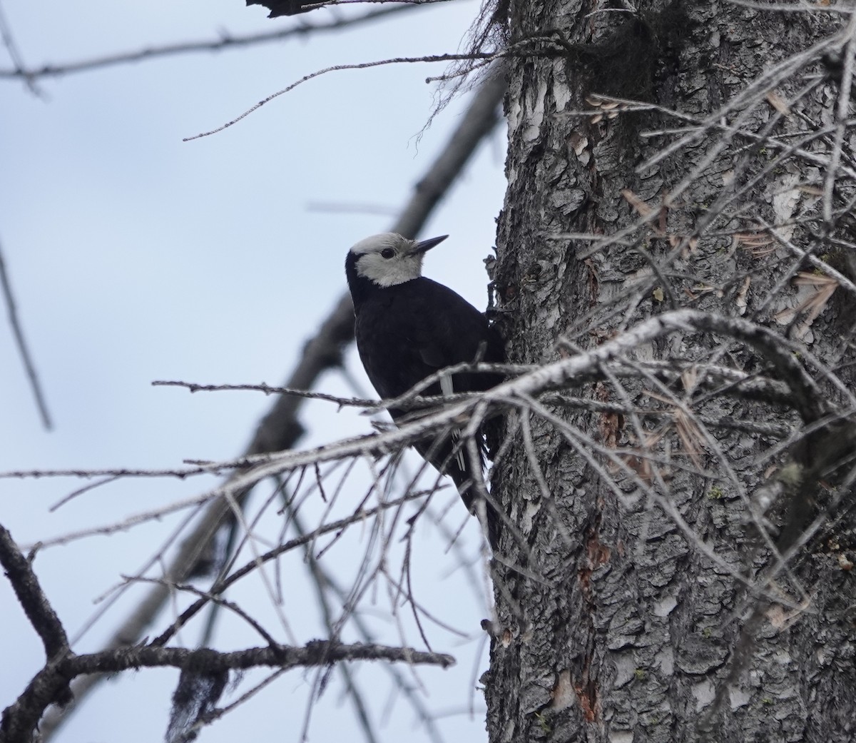 White-headed Woodpecker - dave koehler