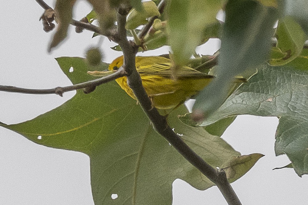 Yellow Warbler - James McNamara