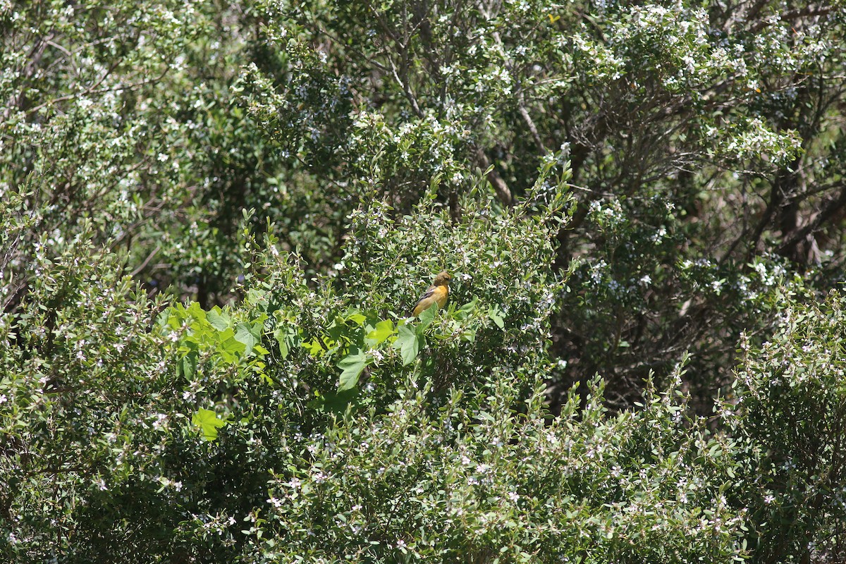 Baltimore Oriole - Owen Bowie