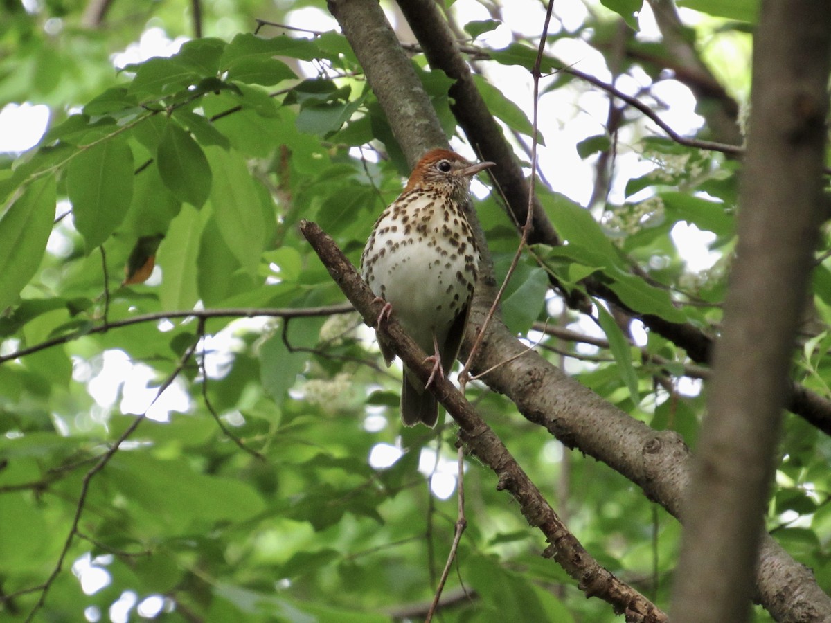 Wood Thrush - ML619323682