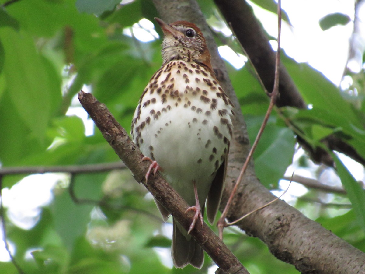 Wood Thrush - ML619323686