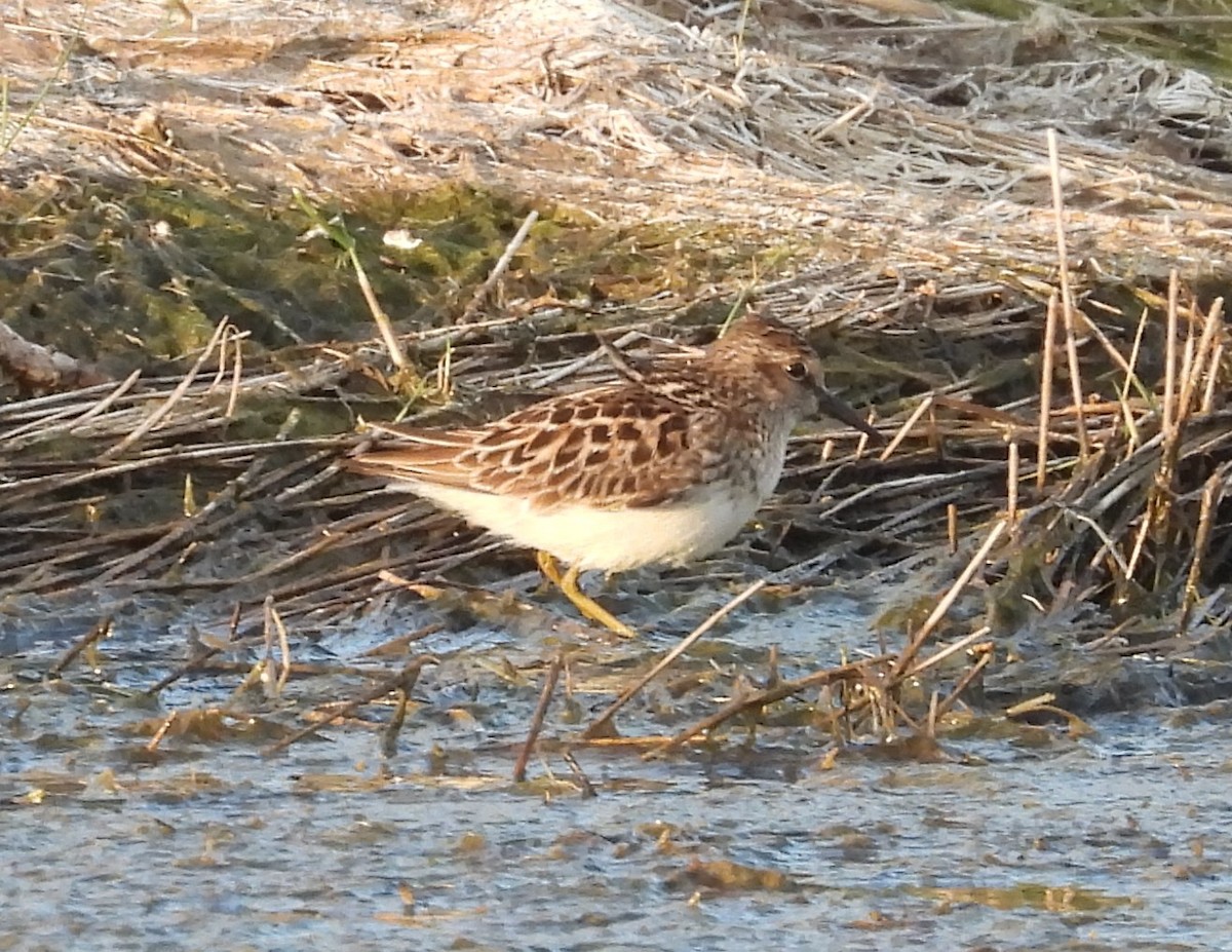 Least Sandpiper - ML619323689