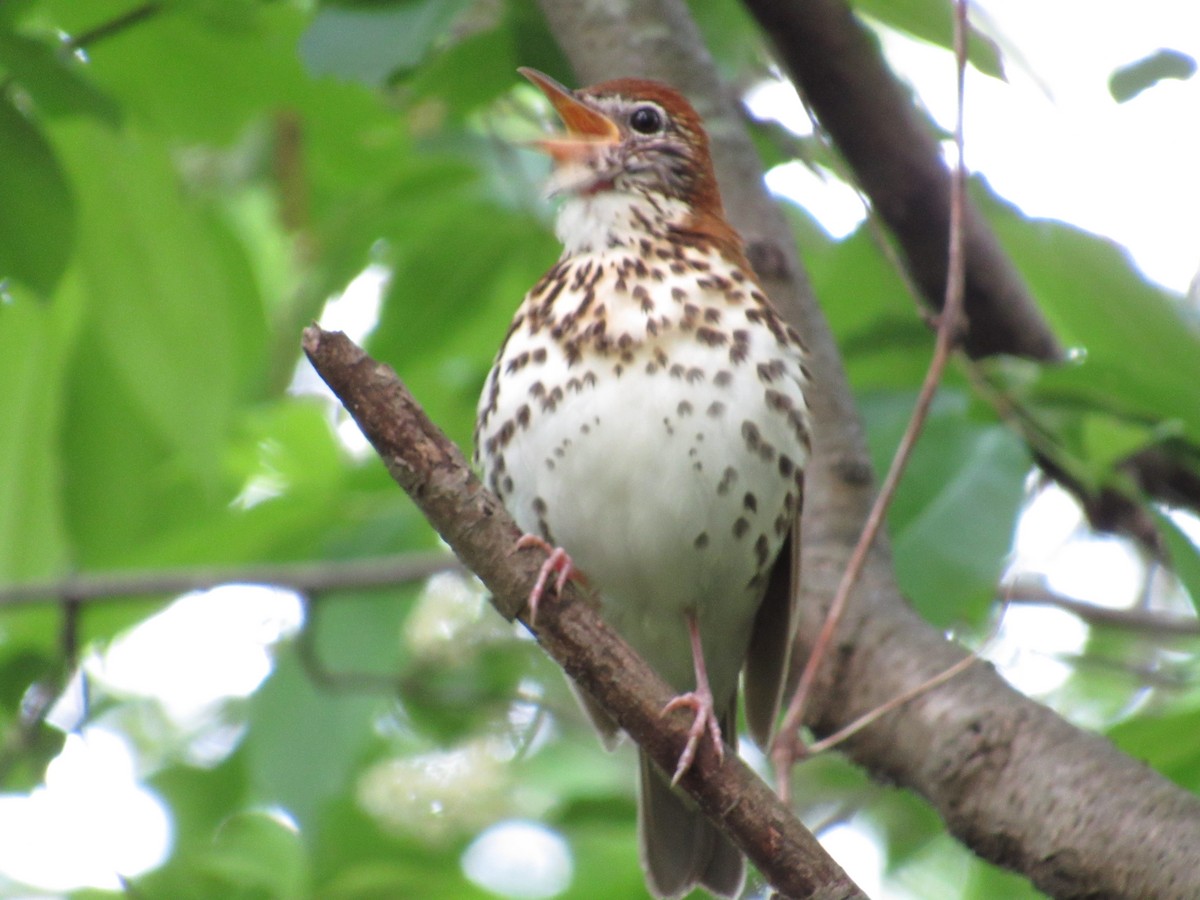 Wood Thrush - ML619323699