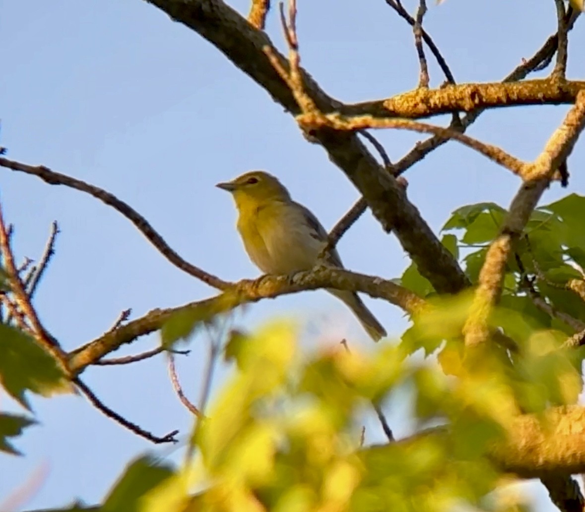 Yellow-throated Vireo - Jeff Kenney