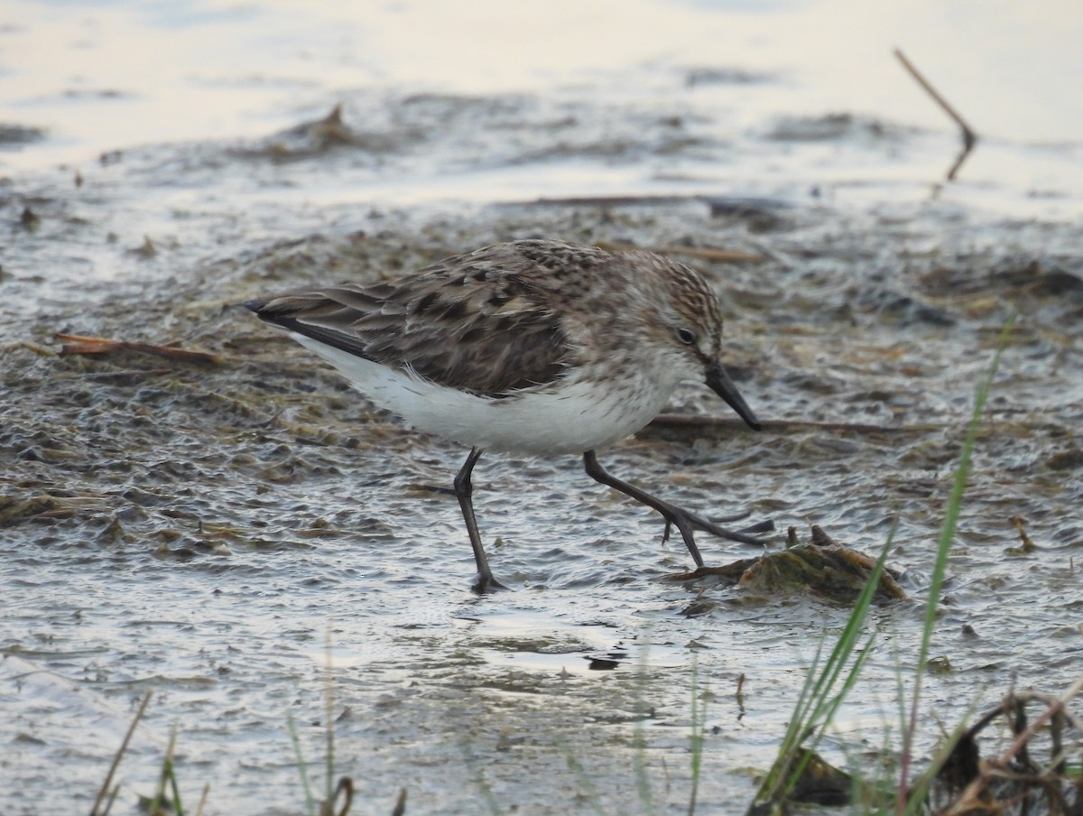 Semipalmated Sandpiper - Mark DiGiovanni