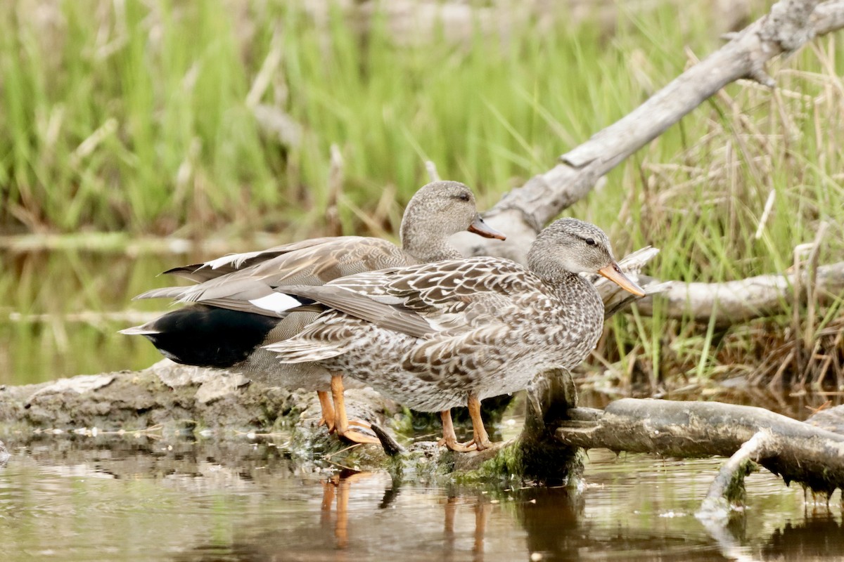 Gadwall - ML619323755