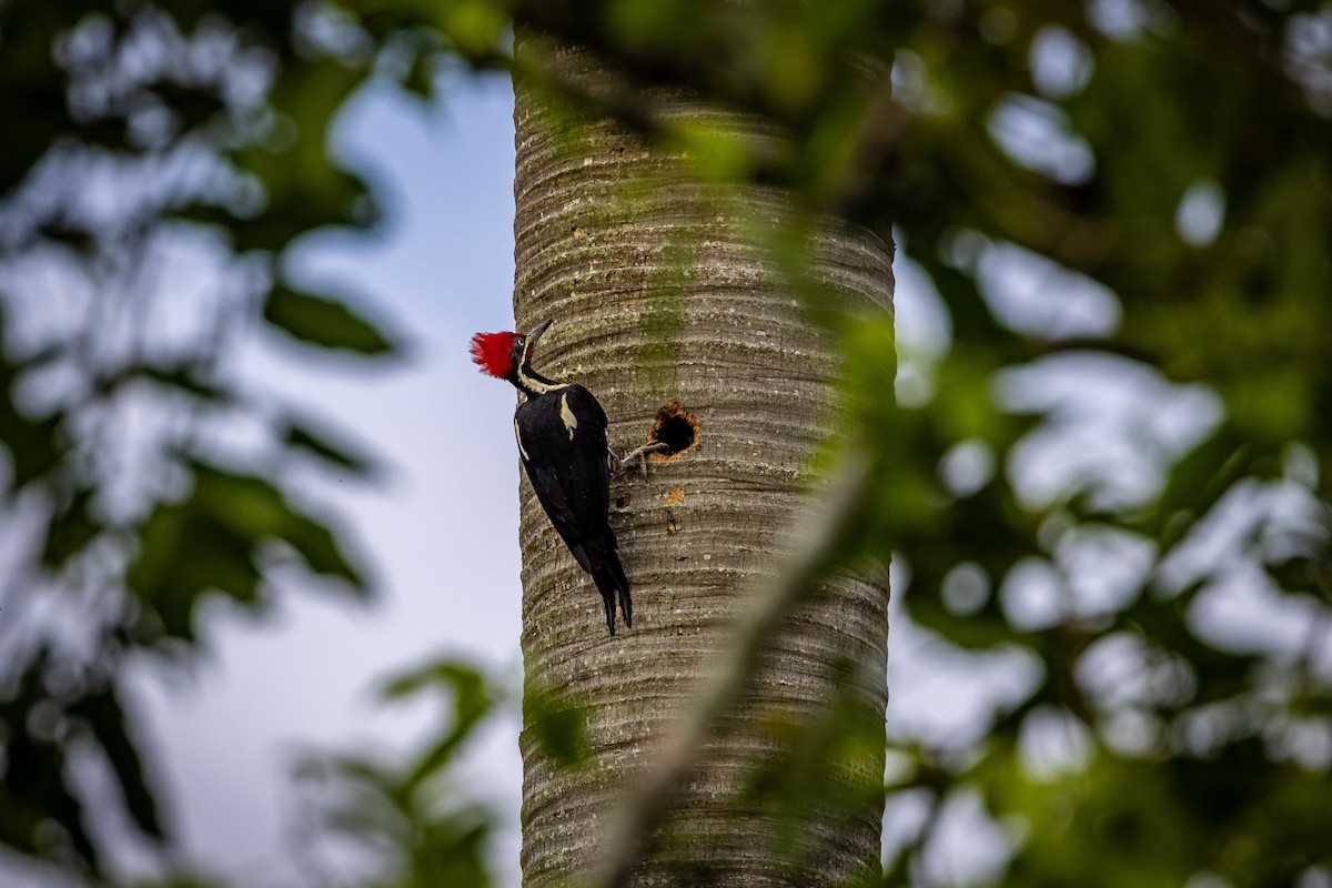 Lineated Woodpecker - Michael Cook