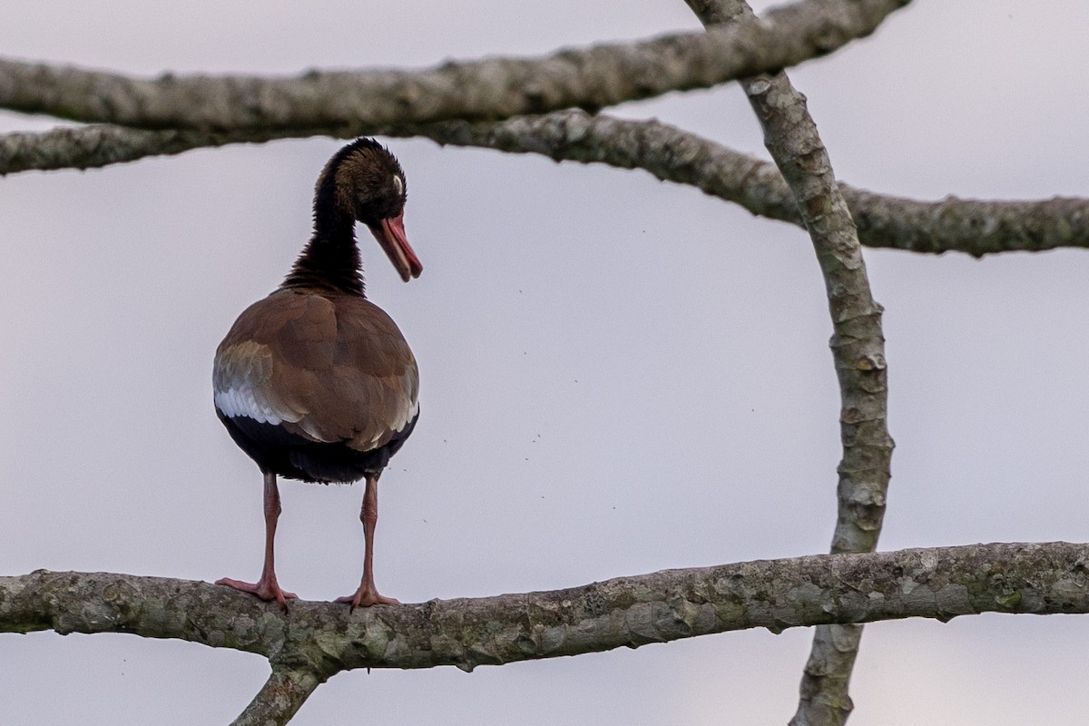 Black-bellied Whistling-Duck - Michael Cook