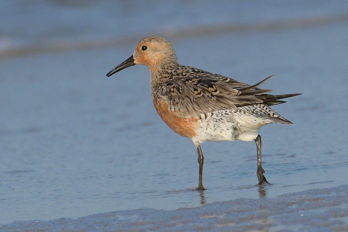 Red Knot - ML619323776