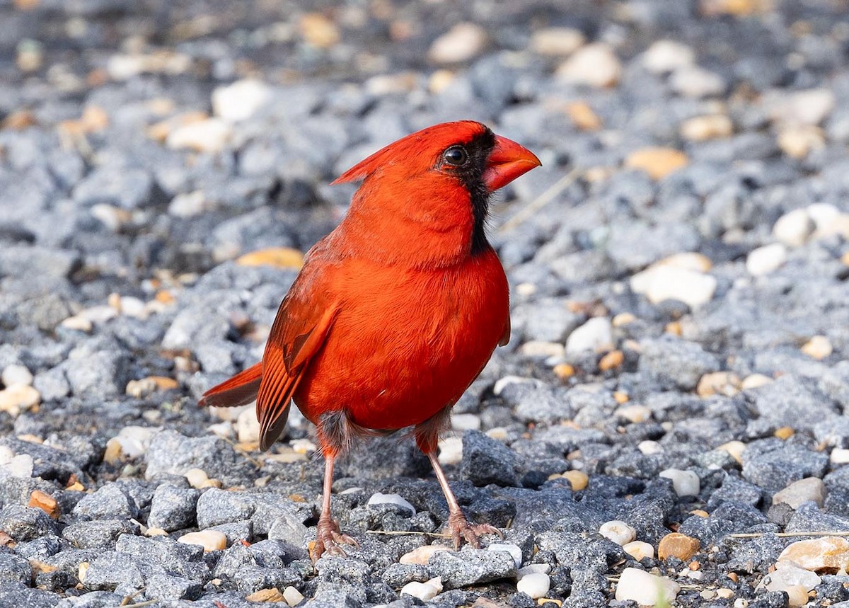 Northern Cardinal - Janis Stone