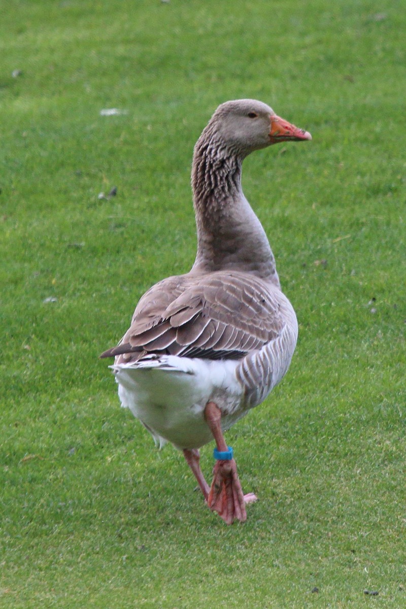 Graylag Goose - Bill & Dana Garden