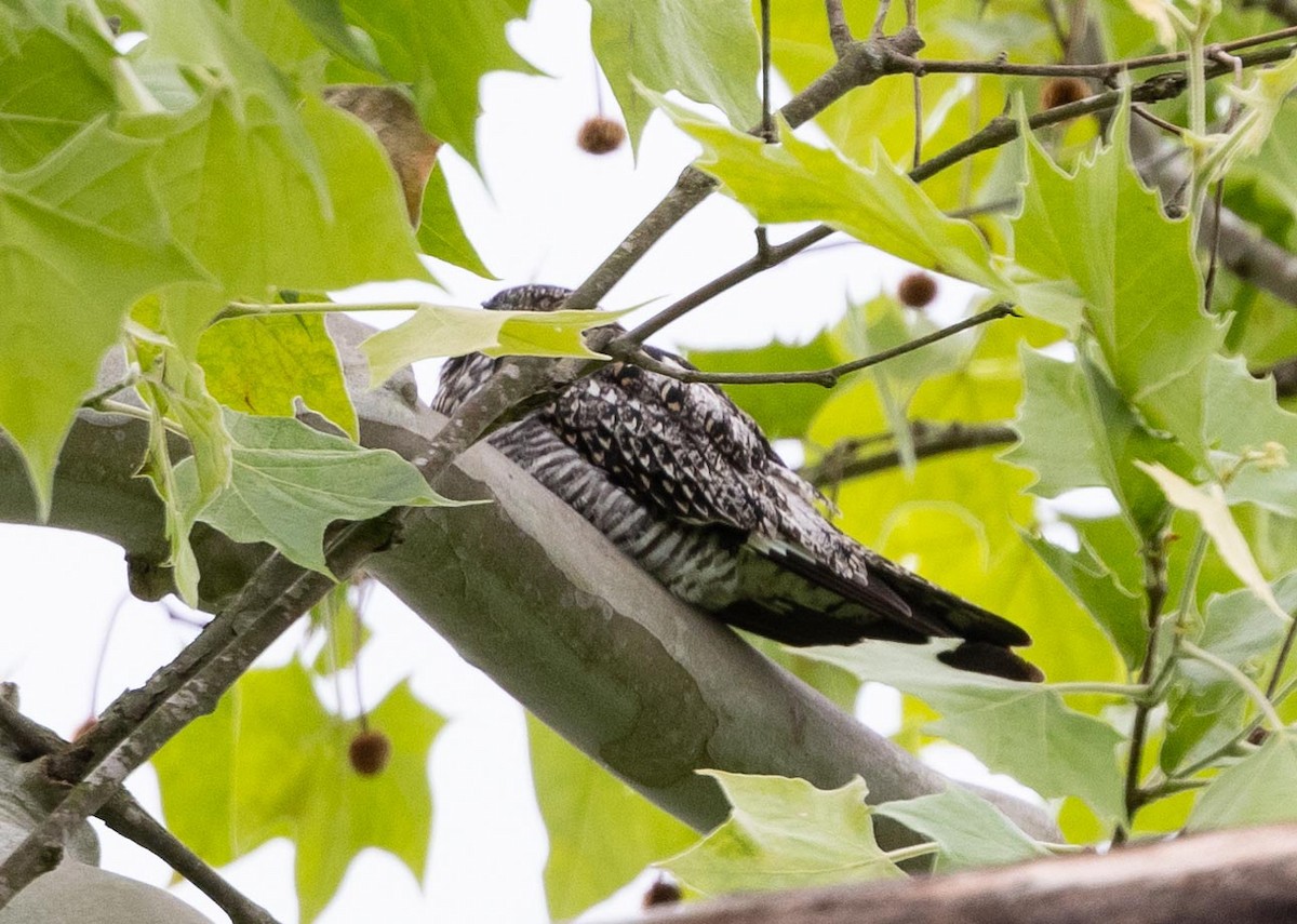 Common Nighthawk - Janis Stone