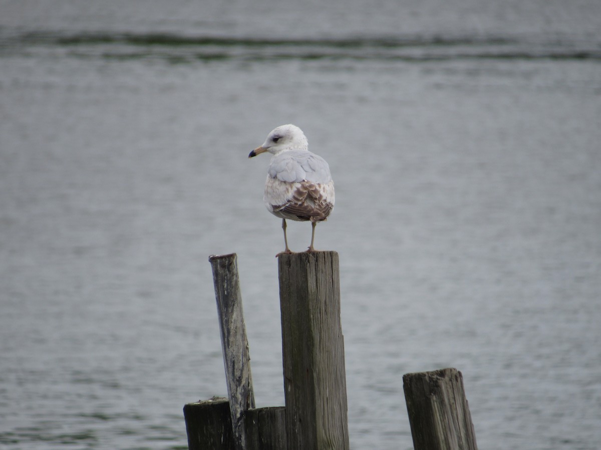 Ring-billed Gull - ML619323801