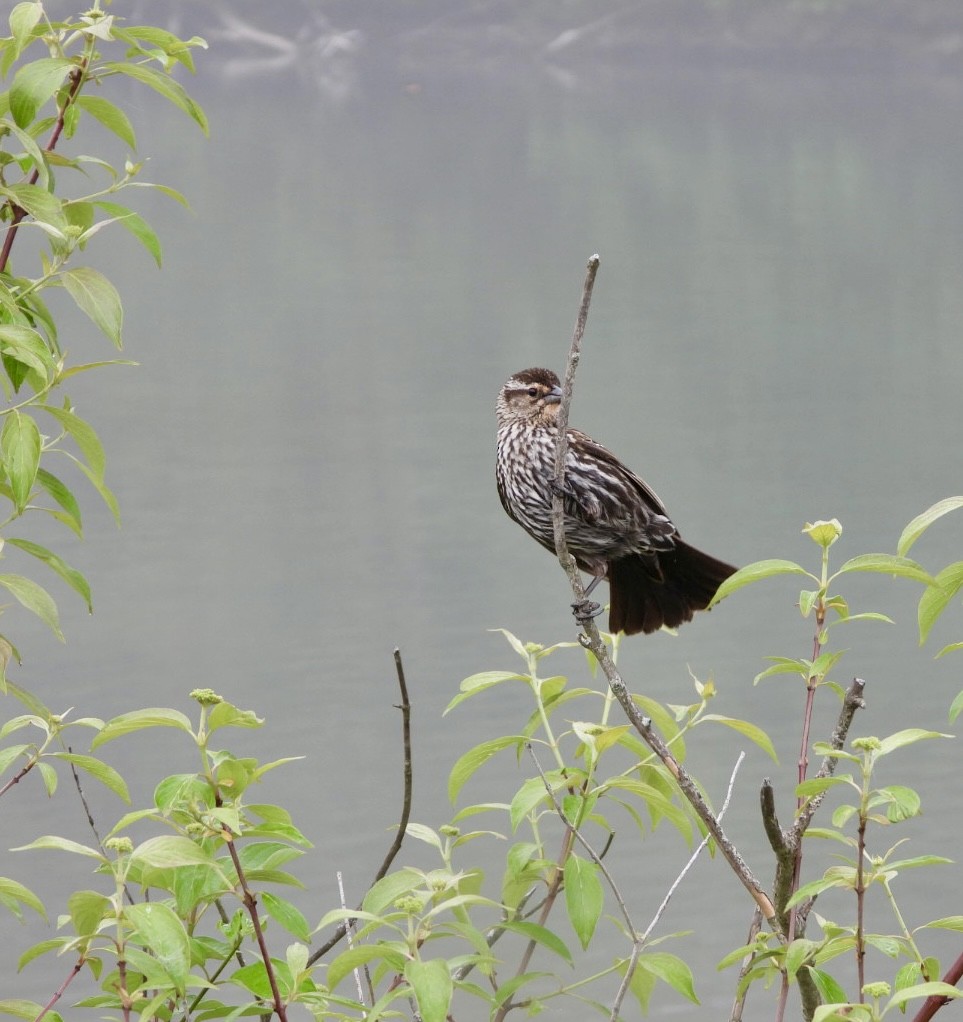 Red-winged Blackbird - Jean Hampson