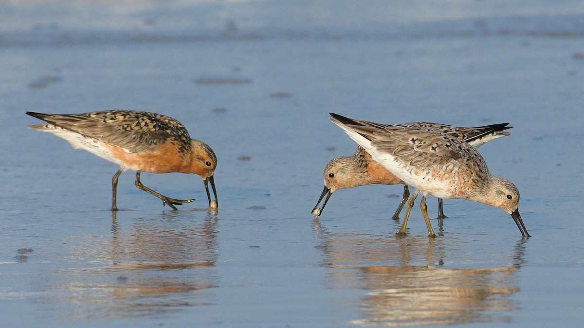 Red Knot - ML619323819