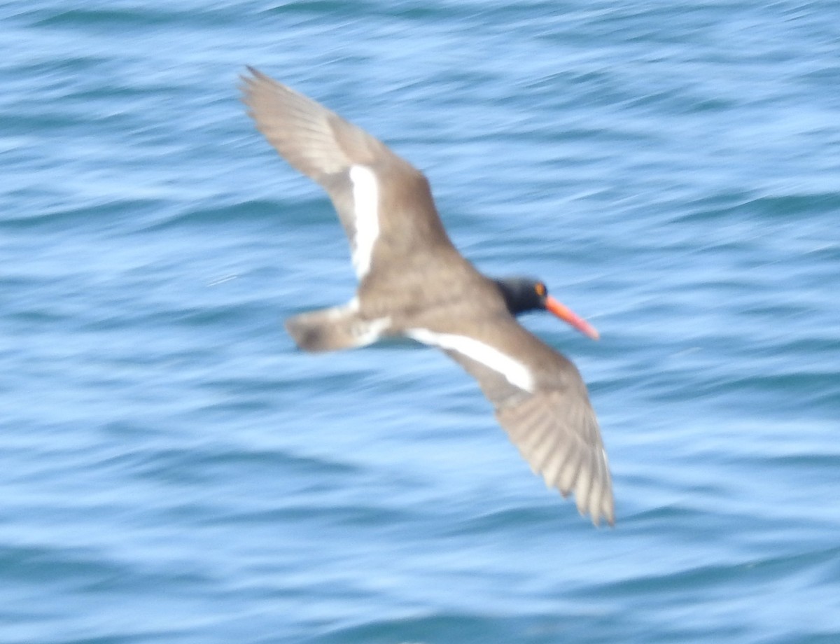 American/Black Oystercatcher - Andrew Birch