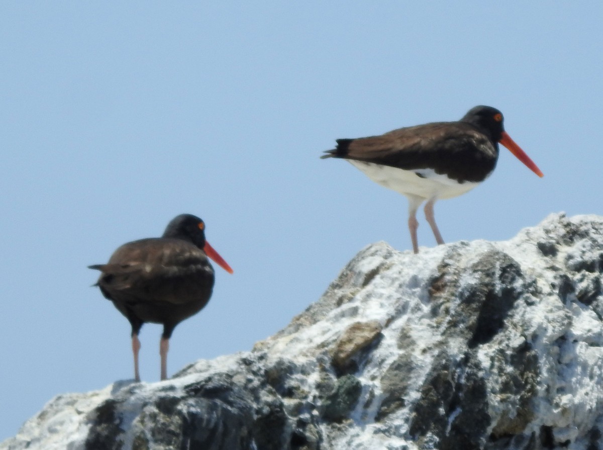 American/Black Oystercatcher - ML619323825