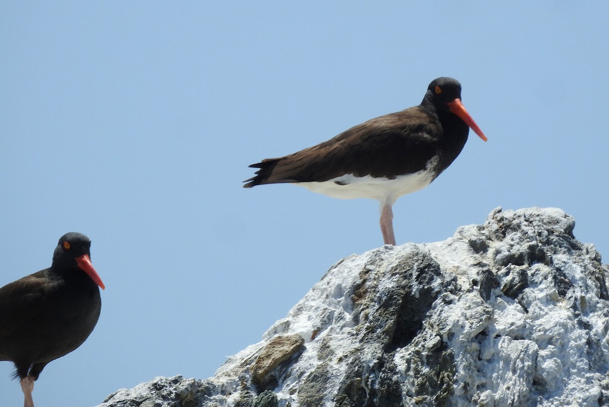 American/Black Oystercatcher - ML619323827