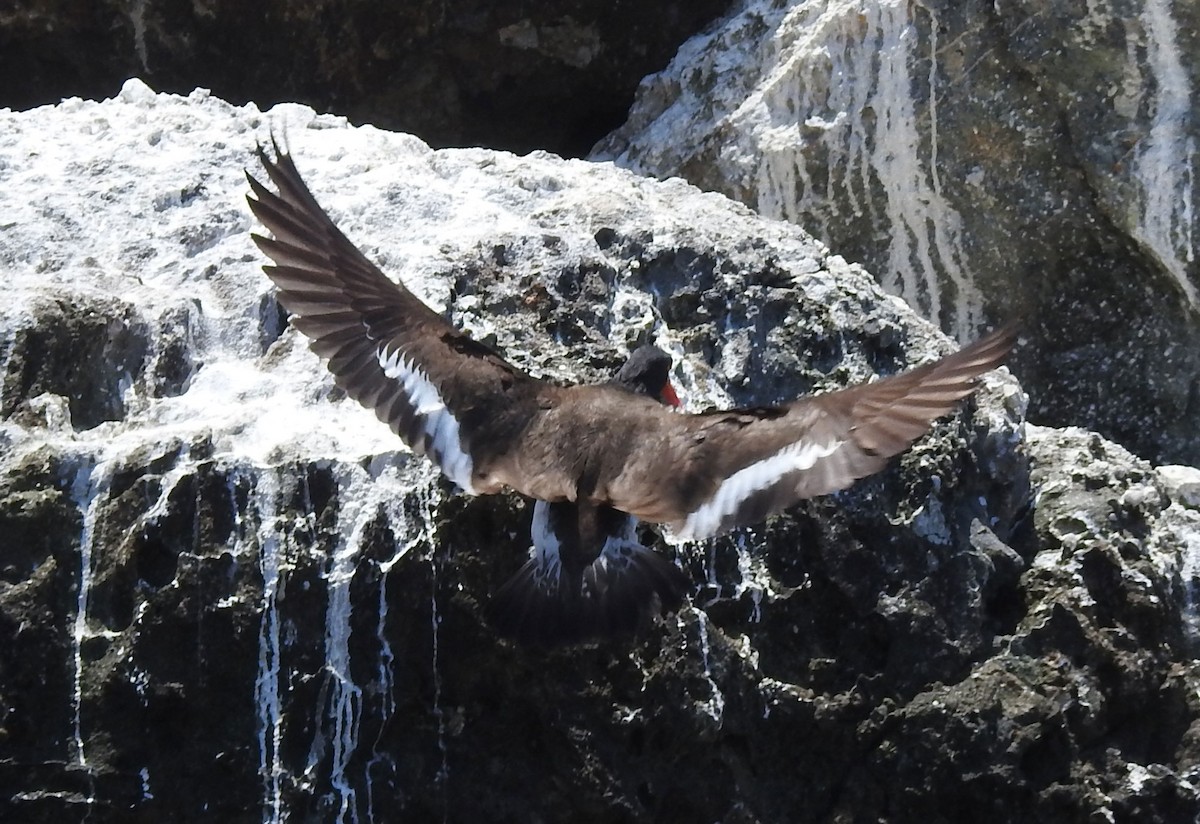 American/Black Oystercatcher - ML619323830