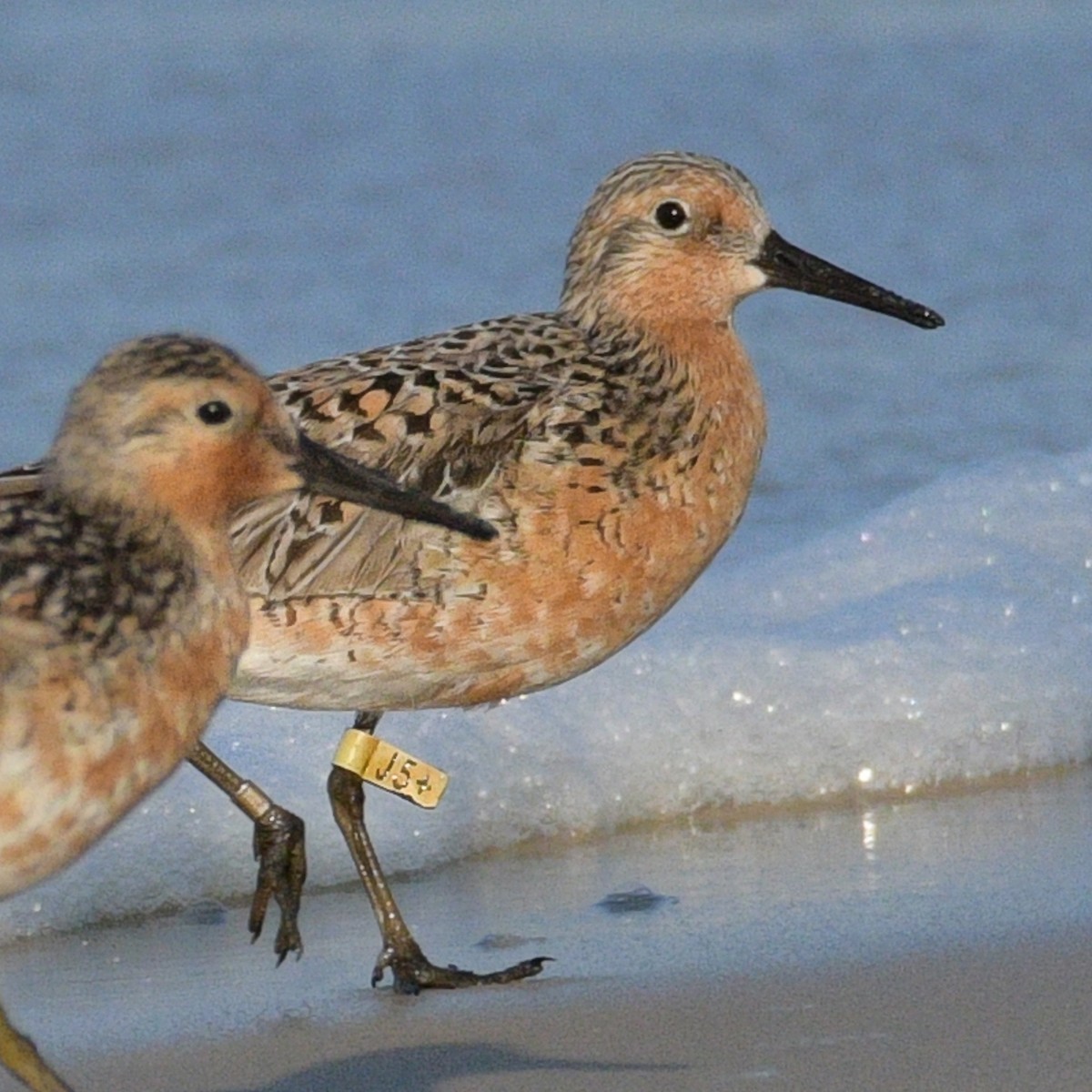 Red Knot - ML619323837