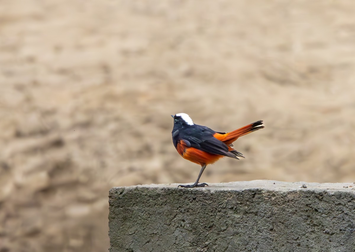 White-capped Redstart - Kanno Tage