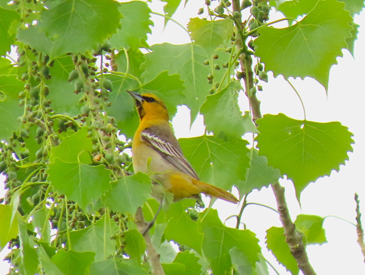 Bullock's Oriole - Lori Zabel