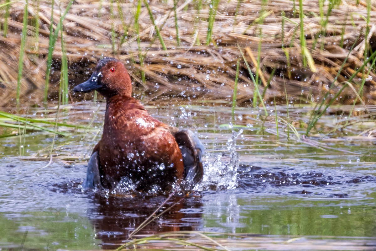 Zertzeta kanelakara - ML619323863
