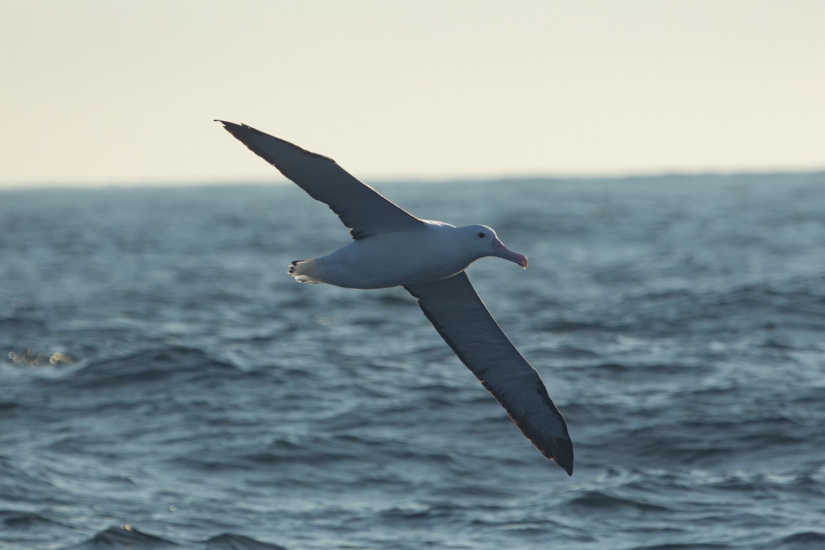 Northern Royal Albatross - Pedro Burgos Villaseca