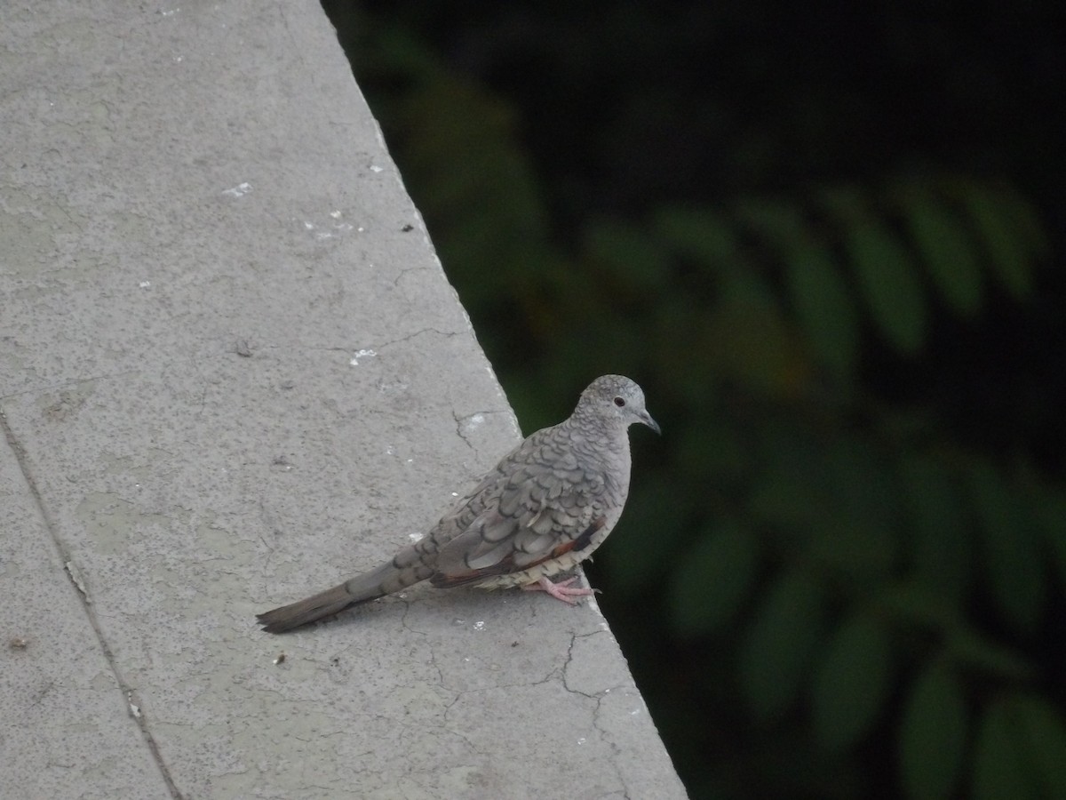 Inca Dove - Marcelo Gutierrez