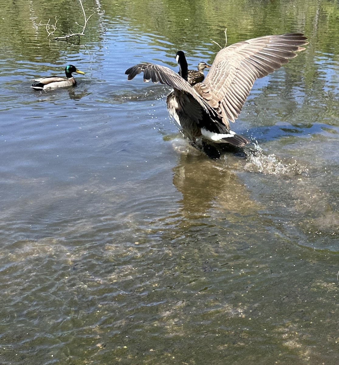 Canada Goose - ML619323877